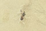 Fossil Cedrelospermum Leaf with Fly - Utah #360256-1